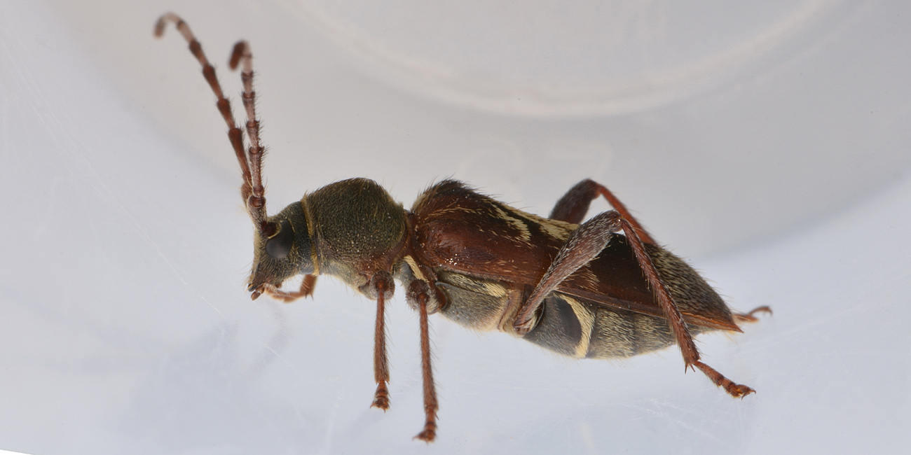 Cerambycidae:  Anaglyptus gibbosus?   S !